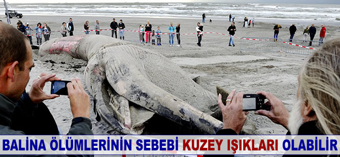 Balina ölümlerinin sebebi 'Kuzey Işıkları' olabilir