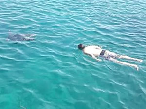Marmaris'teki Caretta Caretta tatilcilerle yüzdü