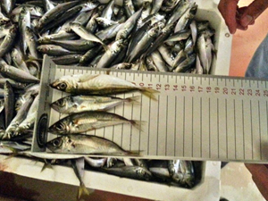 Yasal boy sınırı altında avlanan 90 ton istavrite el konuldu