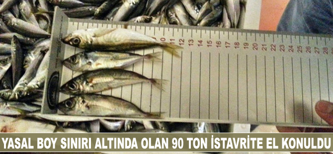 Yasal boy sınırı altında avlanan 90 ton istavrite el konuldu