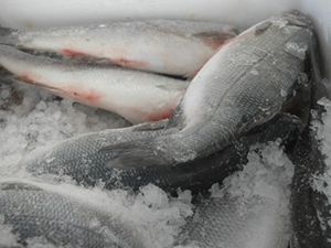 Balıklar tezgahlardaki yerini aldı