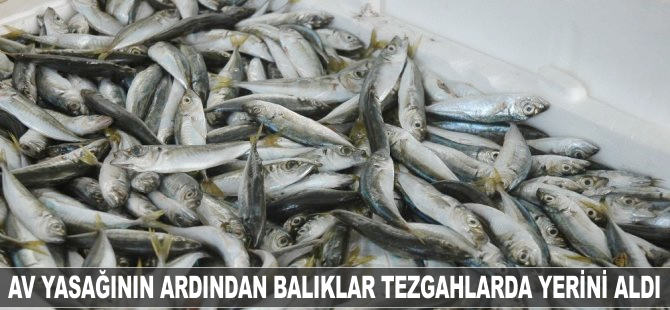 Balıklar tezgahlardaki yerini aldı