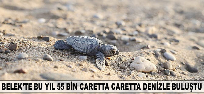 Belek'te bu yıl 55 bin Caretta Caretta denizle buluştu