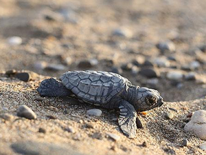 Belek'te bu yıl 55 bin Caretta Caretta denizle buluştu