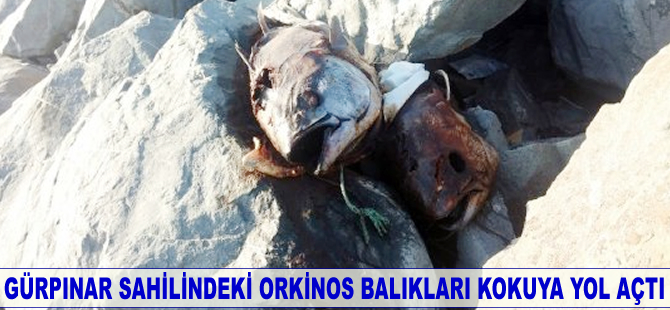 Gürpınar sahiline kilolarca ağırlığında orkinos balığı bırakıldı