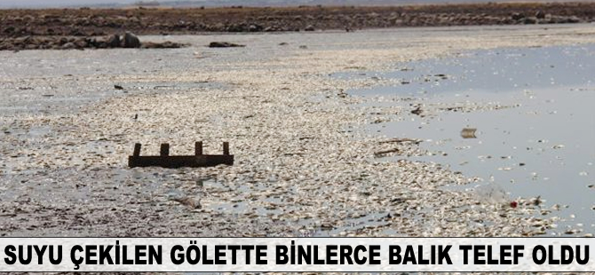 Gözegöl Göleti'nde binlerce balık telef oldu