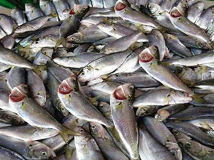 Fatsalı balıkçıların tezgahları dolup taştı