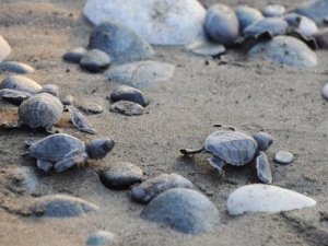 Belek Turizm Merkezi'nde 3 yıldır nöbet tutuyor