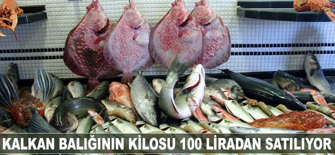 Kalkan balığının kilosu 100 liradan satılıyor