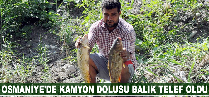 Osmaniye'de balıklar telef oldu