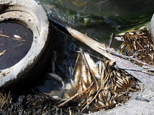 Osmaniye'de balıklar telef oldu