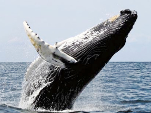 AP, Norveç’i balina avlamaları konusunda uyardı