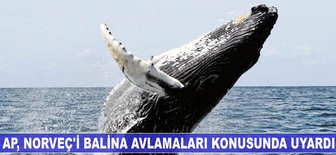 AP, Norveç’i balina avlamaları konusunda uyardı