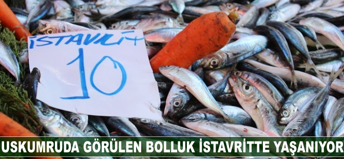 Uskumru da görülen bolluk, istavritte de yaşanıyor