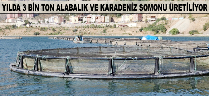 Yılda 3 bin ton alabalık ve Karadeniz somonu üretiliyor