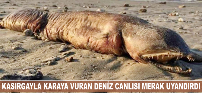 Kasırgayla karaya vuran deniz canlısı merak uyandırdı