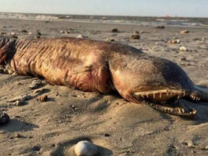 Kasırgayla karaya vuran deniz canlısı merak uyandırdı