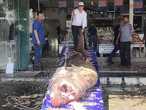 Marmara Denizi'nde 1.2 tonluk köpek balığı yakalandı