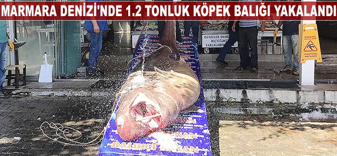 Marmara Denizi'nde 1.2 tonluk köpek balığı yakalandı