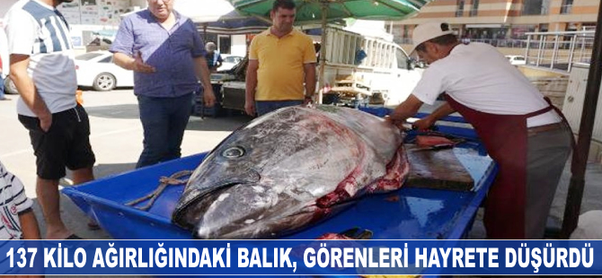 137 kilo ağırlığındaki balık, görenleri hayrete düşürdü