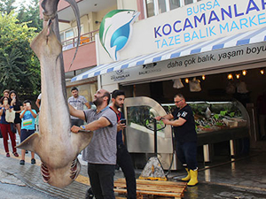 Marmara'da 2 köpek balığı ağa takıldı