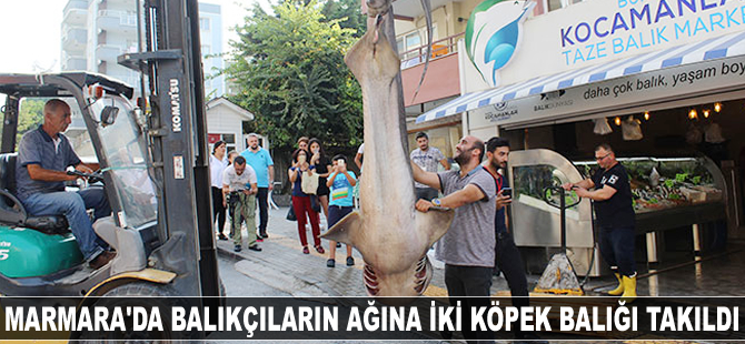 Marmara'da 2 köpek balığı ağa takıldı