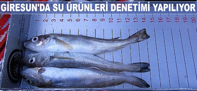 Giresun'da su ürünleri denetimleri yapılıyor