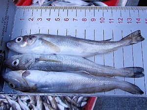 Giresun'da su ürünleri denetimleri yapılıyor