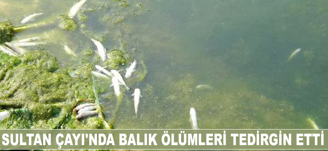 Sultan Çayı'nda balık ölümleri tedirgin etti