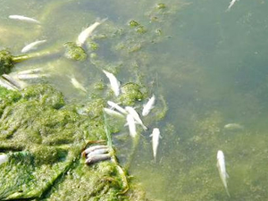 Sultan Çayı'nda balık ölümleri tedirgin etti