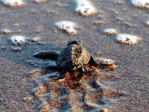 55 bin yavru deniz kaplumbağası denizle buluştu