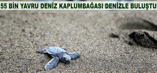 55 bin yavru deniz kaplumbağası denizle buluştu