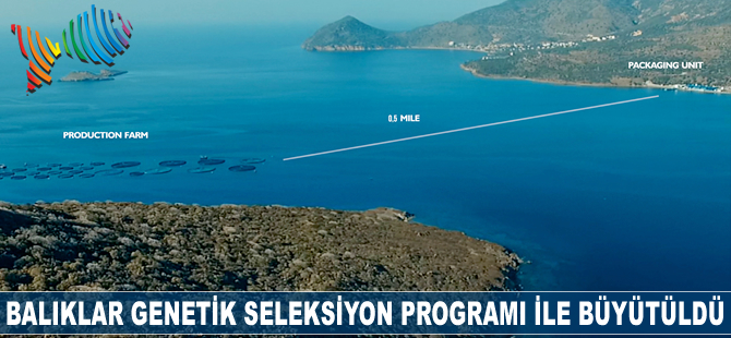 Balıklar, Genetik Seleksiyon Programı ile büyütüldü
