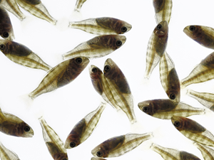 Balıklar, Genetik Seleksiyon Programı ile büyütüldü