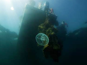 Marmara Denizi'ndeki mercanlar kurtarıldı