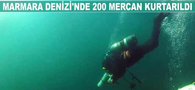 Marmara Denizi'ndeki mercanlar kurtarıldı