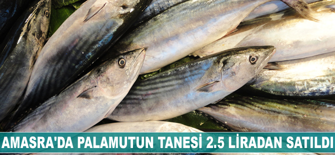 Amasra'da palamut 2.5 liradan başlıyor