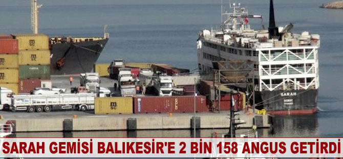 SARAH gemisi Balıkesir'e 2 bin 158 angus getirdi