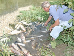 Canbalı deresinde tekrar balık ölümleri gerçekleşti
