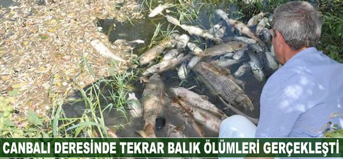 Canbalı deresinde tekrar balık ölümleri gerçekleşti