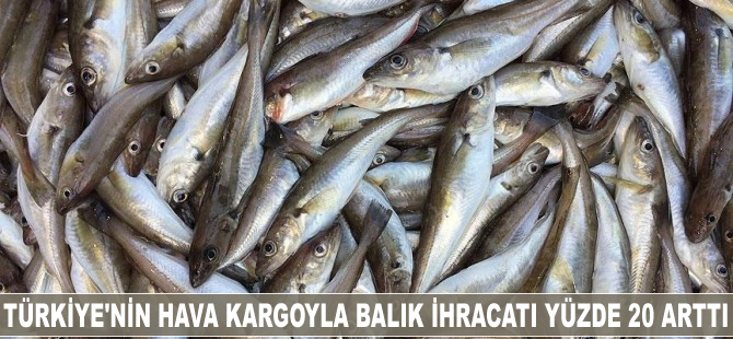 Türkiye'nin balık ihracatı yüzde 20 arttı