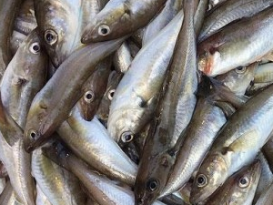 Türkiye'nin balık ihracatı yüzde 20 arttı