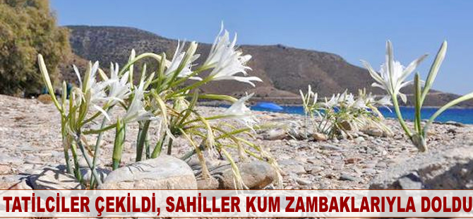 Tatilciler çekildi, sahillerde kum zambaklarıyla doldu