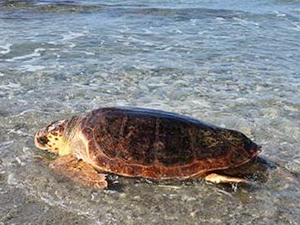 Tedavi edilen 3 Caretta Caretta denizle buluştu