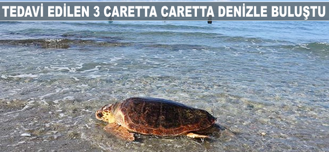Tedavi edilen 3 Caretta Caretta denizle buluştu