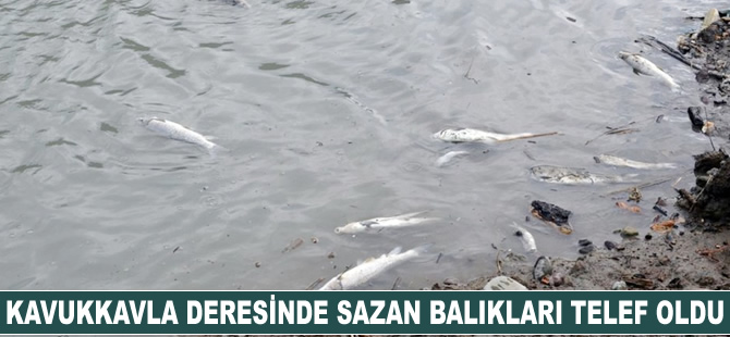 Kavukkavla deresinde sazan balıkları telef oldu