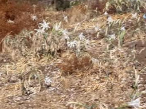 Kum zambaklarının çöplerden temizlenmesi isteniyor