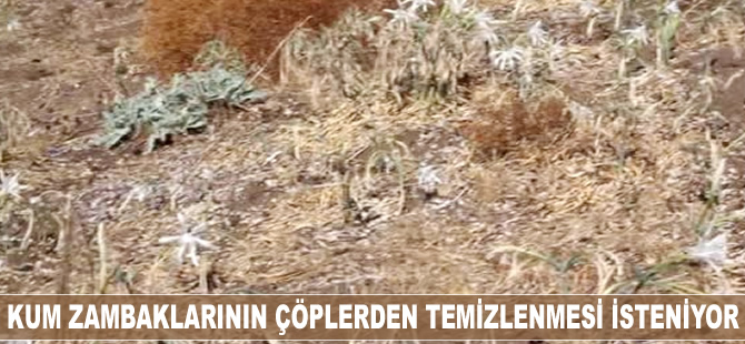 Kum zambaklarının çöplerden temizlenmesi isteniyor