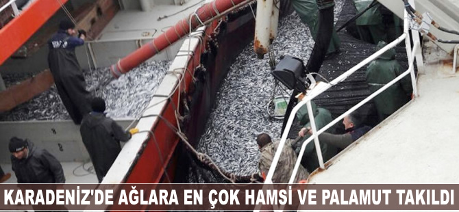 Karadeniz'de ağlara en çok hamsi ve palamut takıldı
