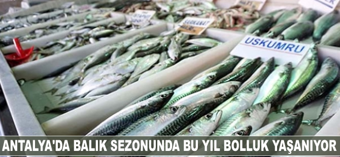 Antalya'da balık sezonunda bu yıl bolluk yaşanıyor
